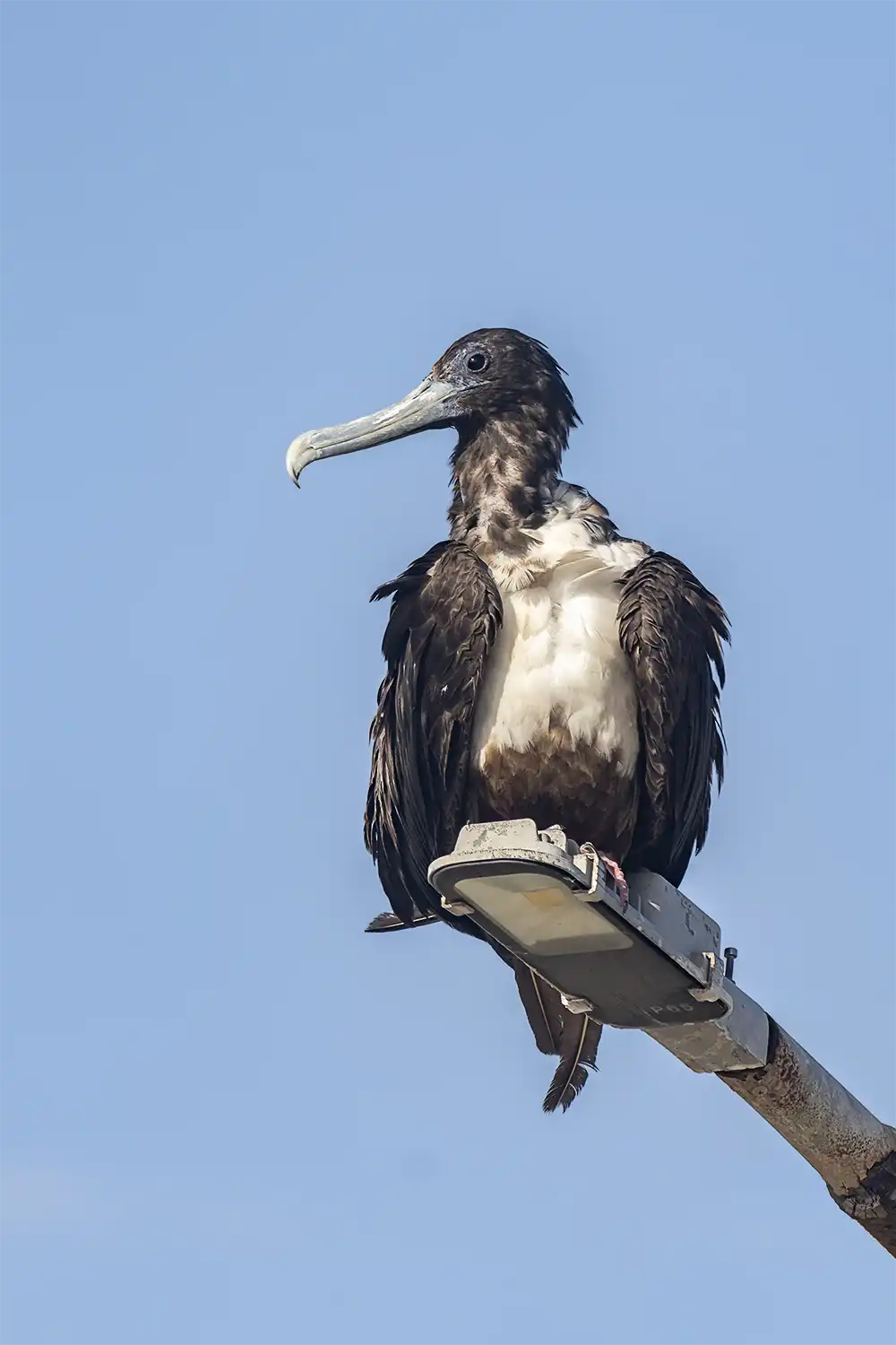 Magnificent frigatebird (Fregata magnificens) on a light pole on Bonaire during a birdwatching excursion on Bonaire.