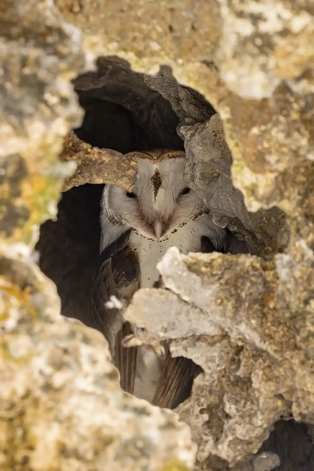 Barn owl (Tyto alba) in flight on Bonaire during a birdwatching excursion on Bonaire.