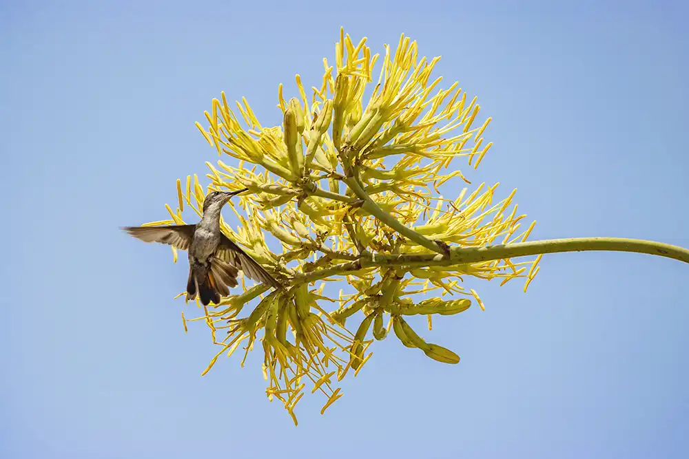 Ruby Topaz Hummingbird (Chrysolampis mosquitus) in flight on Bonaire during a birdwatching excursion on Bonaire.