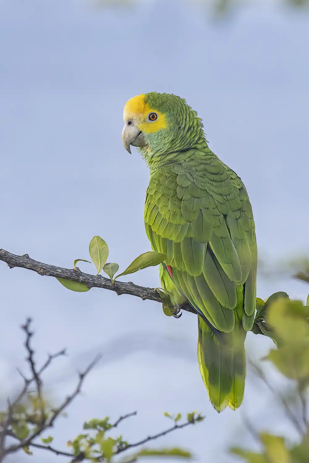 Lora or yellow-shouldered parrot (Amazona barbadensis) on a branch on Bonaire during a birdwatching excursion on Bonaire.