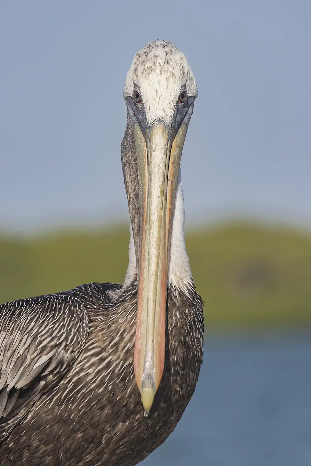 Portrait of a Brown Pelican seen during a birdwatching Tour with HopiBonaire.