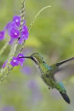 Thumb van een kolibrie bij onze fotoblogs over Bonaire.
