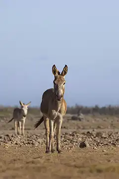 Thumb met een portret van een ezel met haar jong bij onze blogs over Natuur op Bonaire.