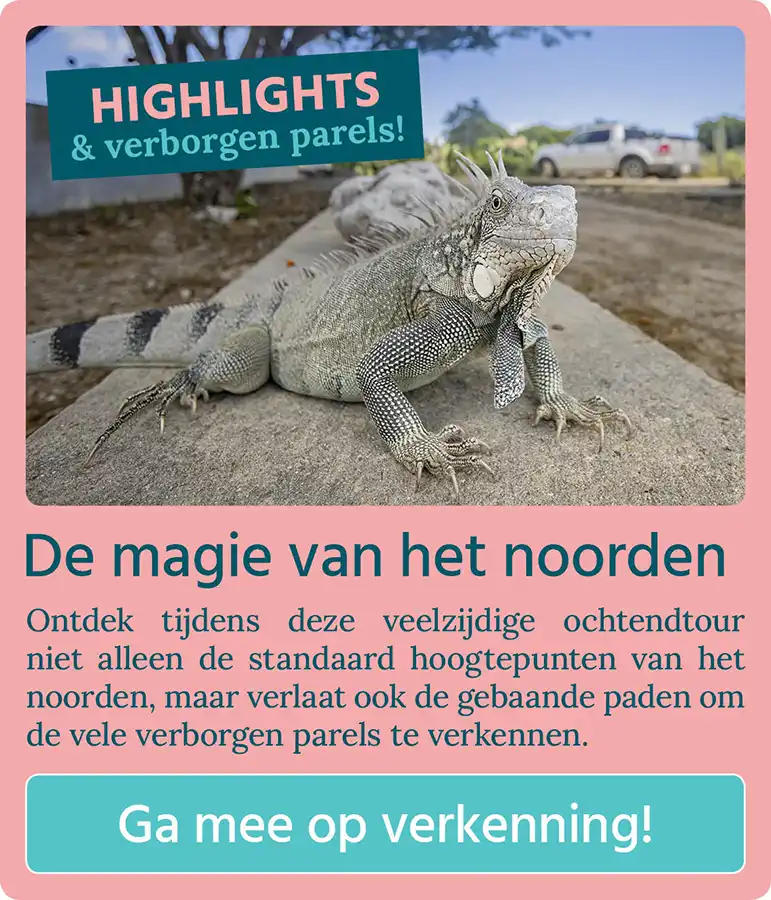 Knop met "De magie van het noorden" "Ga mee op verkenning!" met een afbeelding van een leguaan op Bonaire.