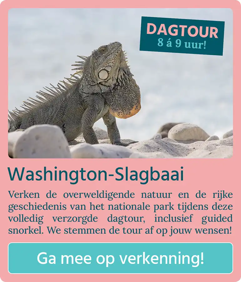 Knop met "Washington-Slagbaai" "Ga mee op verkenning!" met een afbeelding van een leguaan op Bonaire.