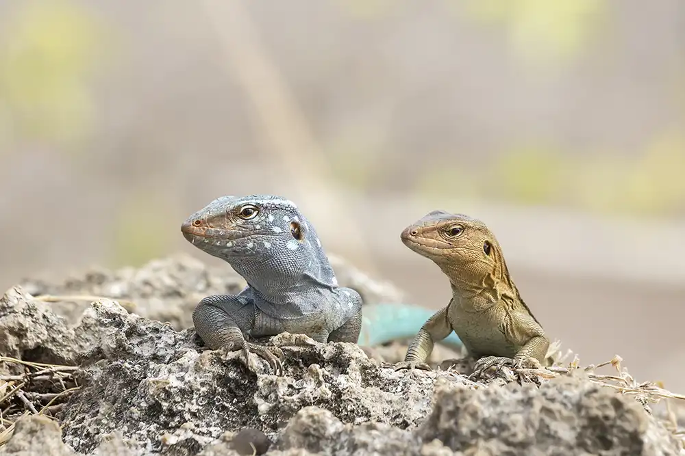 Read our blog about all the lizards of Bonaire. The male and female whiptail lizard as an illustration for the blog about the lizards of Bonaire.