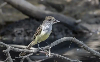 The Flycatchers of Bonaire