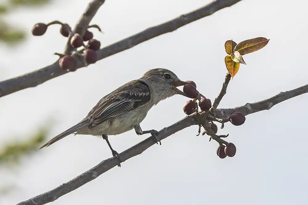 Een witbuikelenia (Elaenia martinica) snoept van de vrucht van een rode zadelboom op Bonaire.