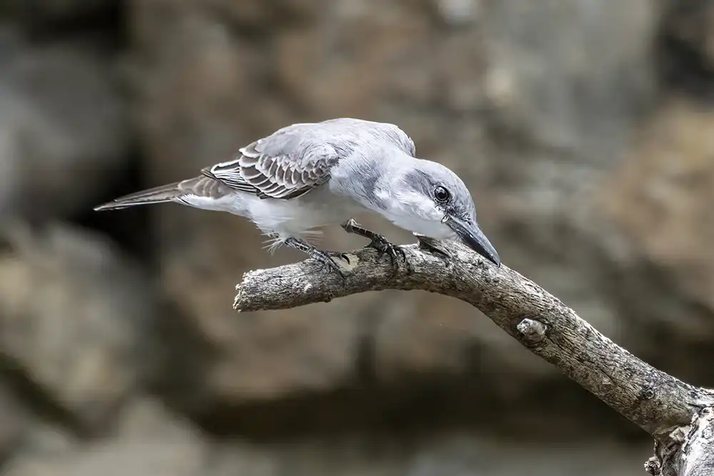 Een grijze koningstiran (Tyrannus dominicensis), een vogel van de groep vliegenvangers van Bonaire, maakt zich klaar om een vlieg te vangen.