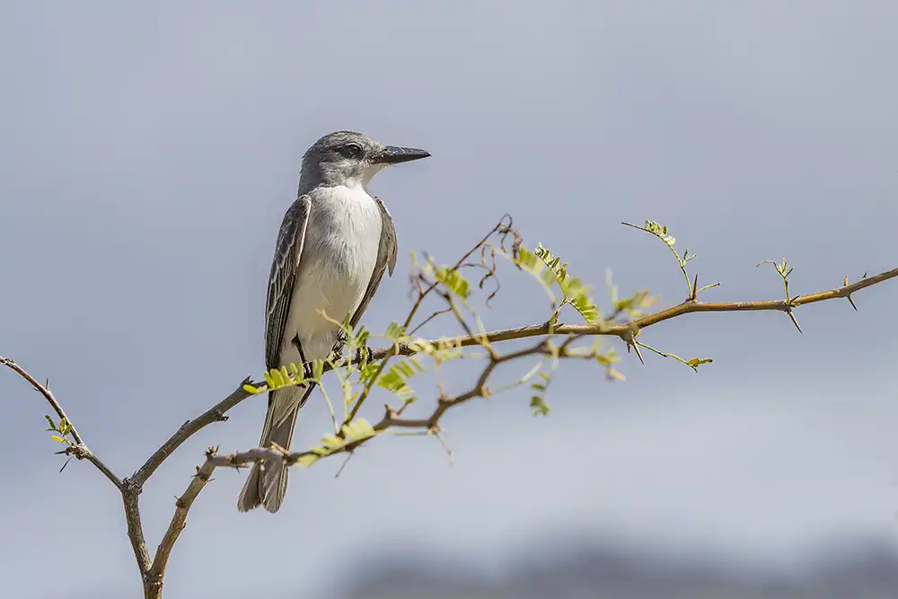 Een grijze koningstiran (Tyrannus dominicensis) is een vogel met een witte buik en grijze kop die veel op Bonaire voorkomt.