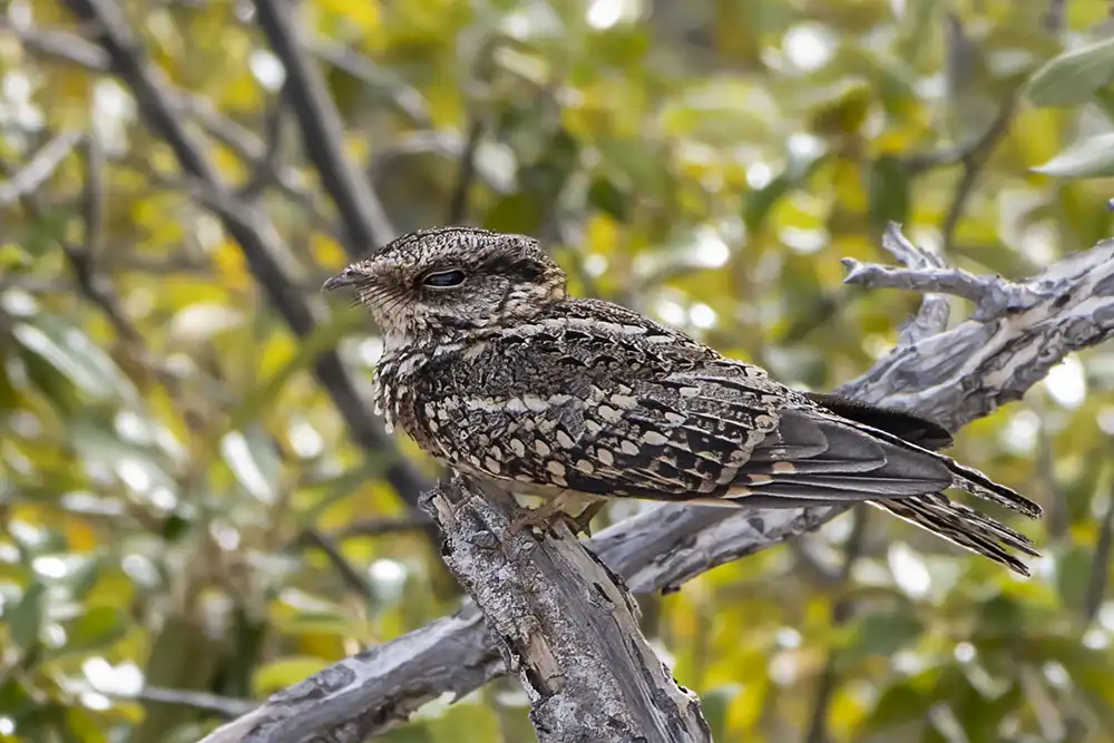 Witstaartnachtzwaluw (Hydropsalis cayennensis) is een nachtzwaluw die op Bonaire voorkomt. 's Nachts heeft deze vogel rode ogen als hij wordt beschenen.