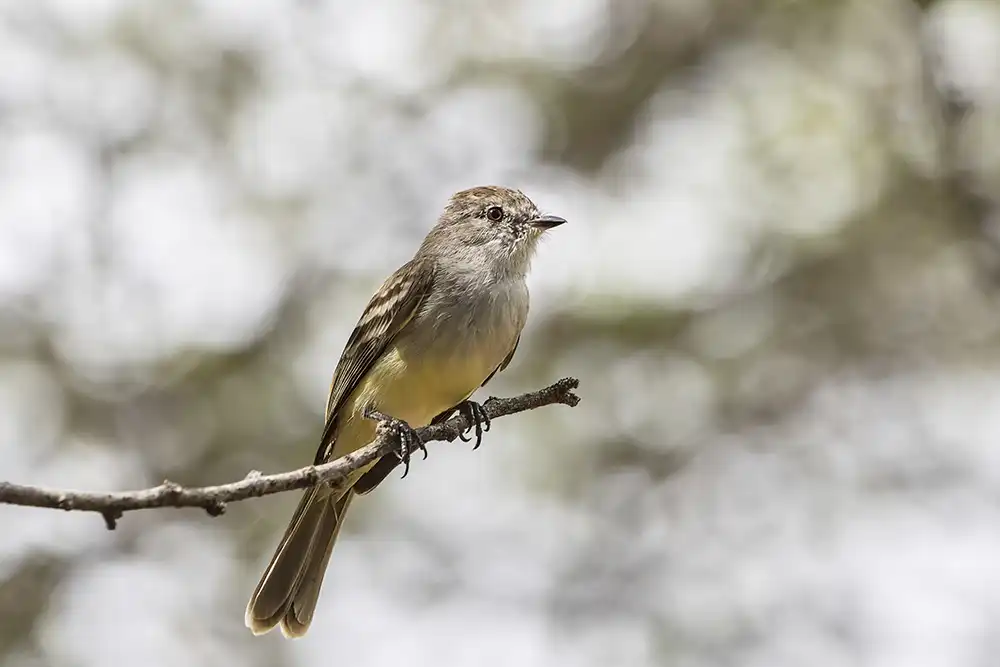 De noordelijke struikvliegenpikker (Sublegatus arenarum) is een kleine vliegenvanger met een geel buikje die veel op Bonaire voorkomt.