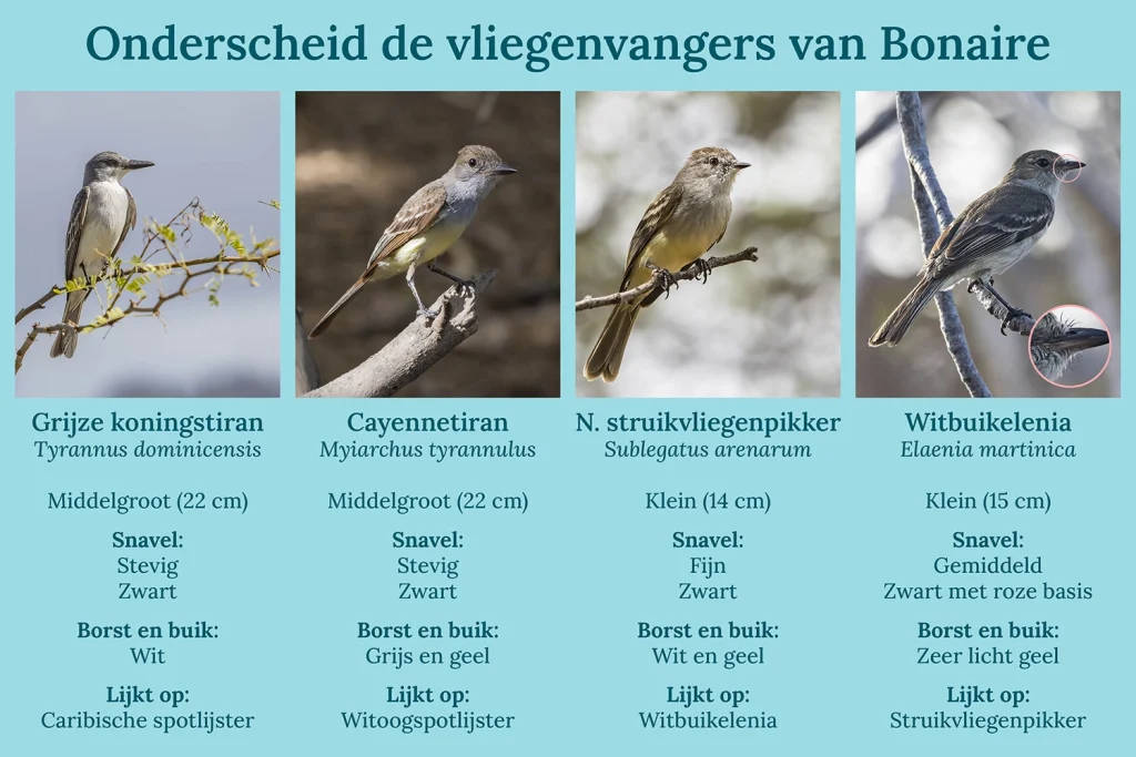 Onderscheid de vliegenvangers van Bonaire met dit overzicht van overeenkomsten en verschillen tussen de grootte, snavel, borst en buik.