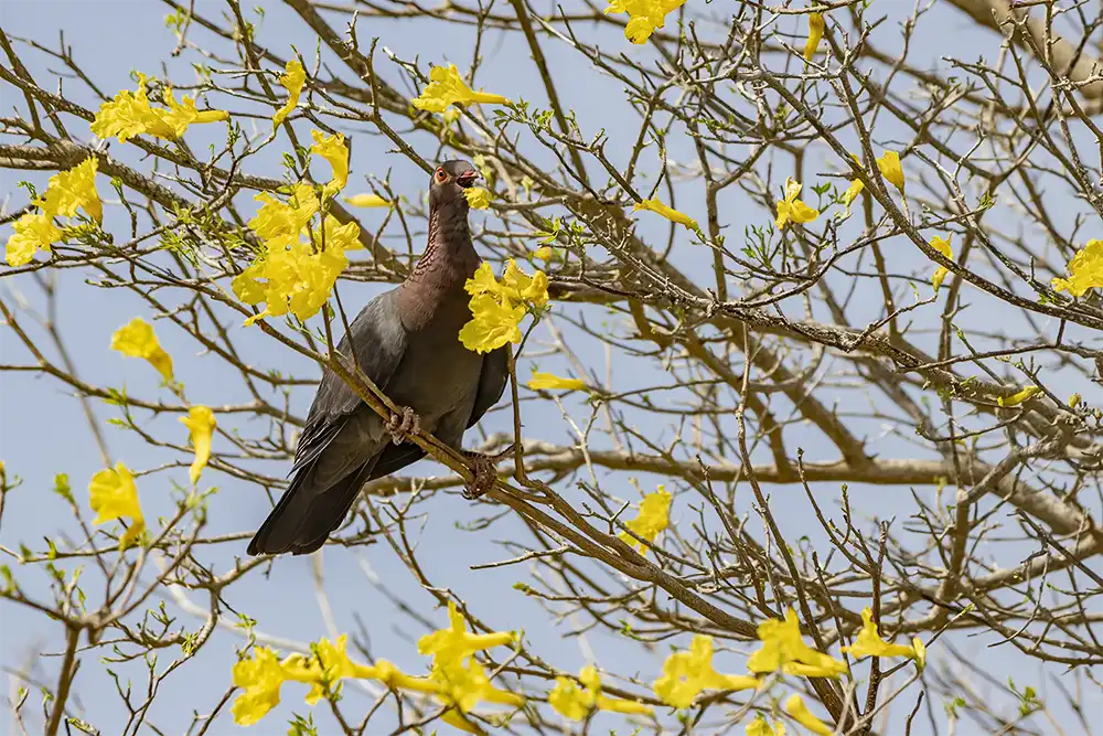 Scaly-naped pigeon (Patagioenas squamosa) nibbling on the yellow flowers of the kibrahacha on Bonaire.