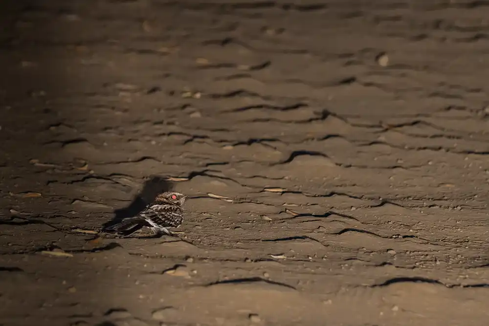 Witstaartnachtzwaluw (Hydropsalis cayennensis) heeft rode ogen als hij door de koplampen van een auto wordt beschenen.