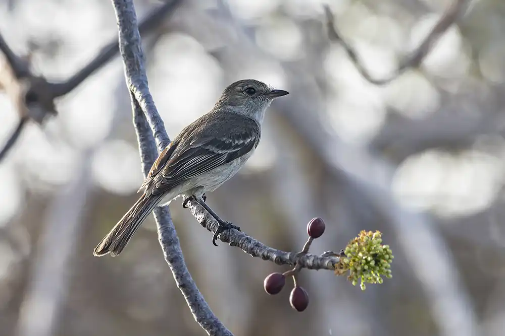 De witbuikelenia (Elaenia martinica) is een kleine vliegenvanger. Deze vogel op Bonaire heeft een vaalgele buik.