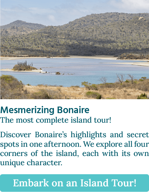More info about this tour... CTA button stating: "Mesmerizing Bonaire, The most complete island tour!"