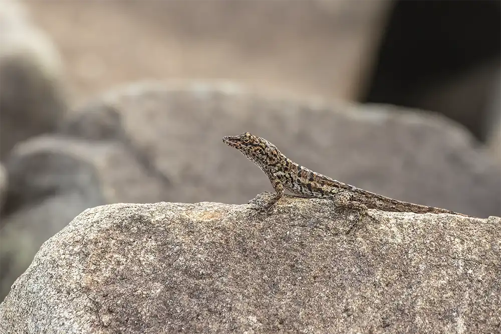An anole spotted on the guided Kashikunda Hike on Bonaire.