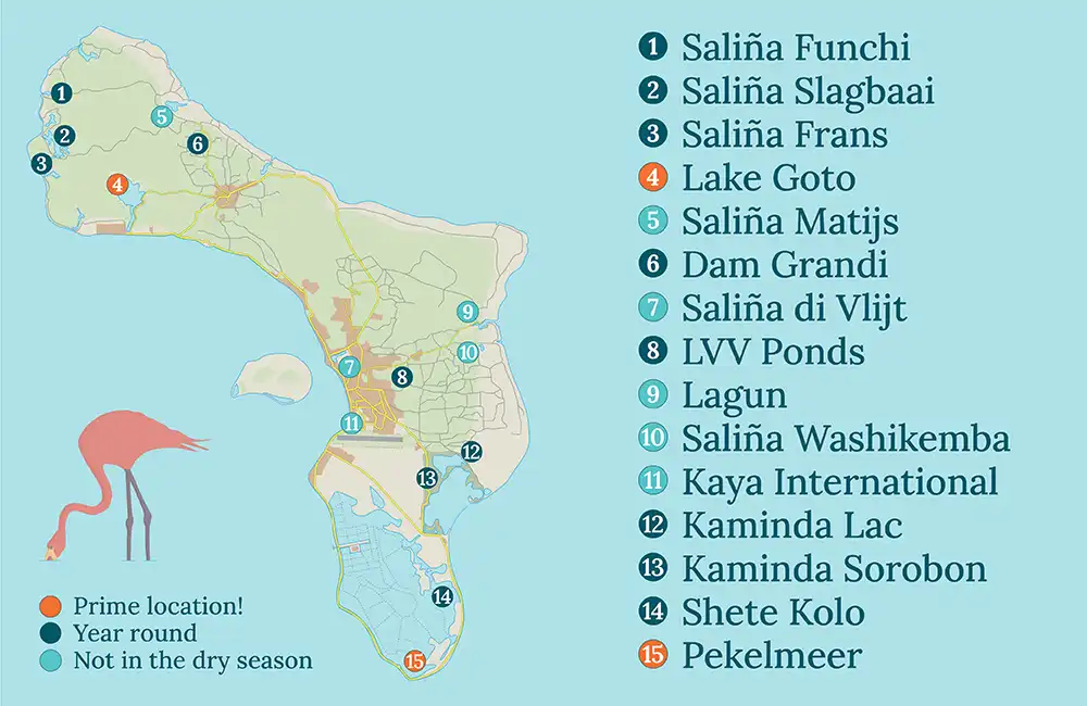 Map of Bonaire with 15 locations where you can see the Caribbean flamingo (Phoenicopterus ruber).