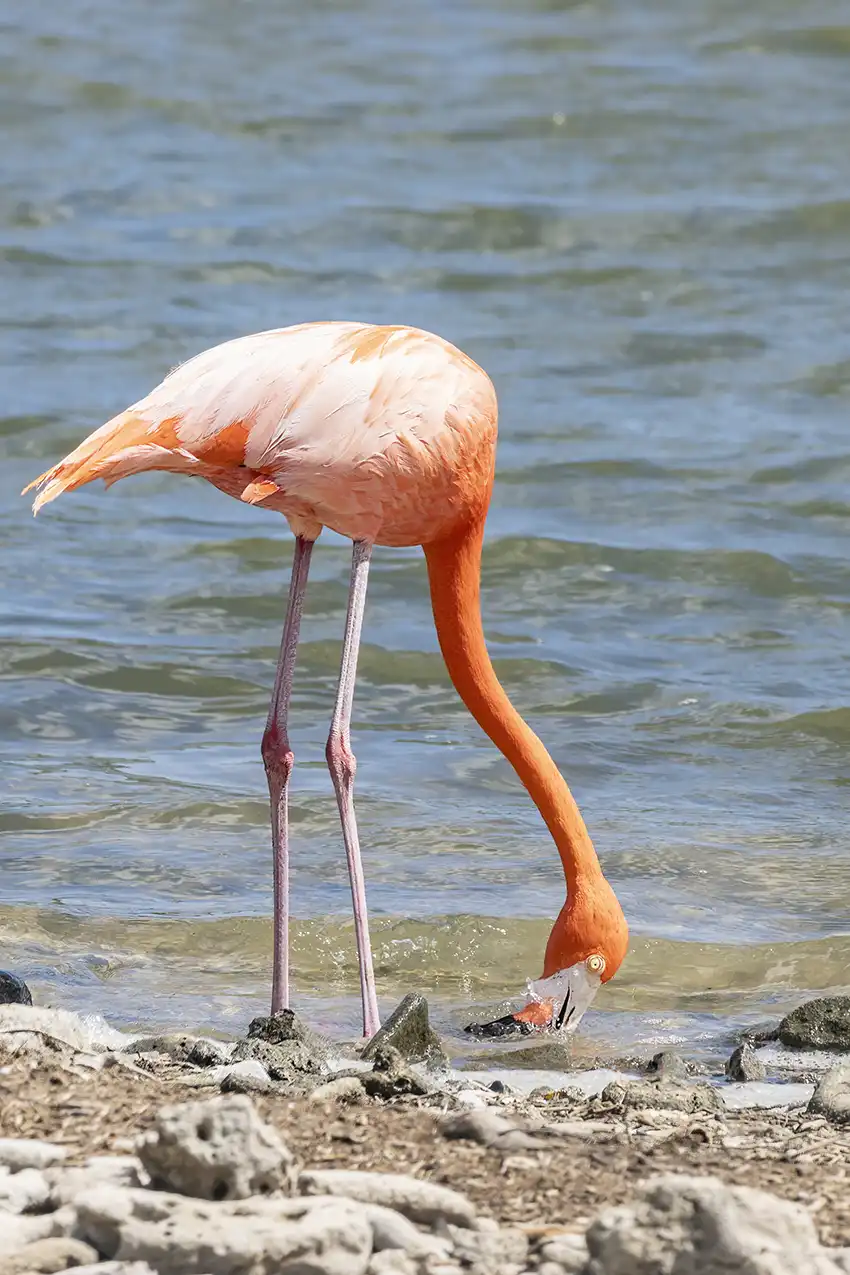 Get very close to flamingos during your HopiBonaire North Tour for cruisers.