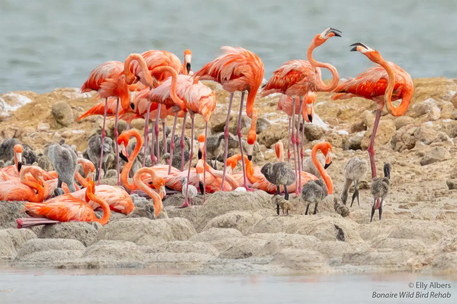 Broedende Caribische flamingo's (Phoenicopterus ruber) op in de Pekelmeer Flamingo Sanctuary. Photo by: Elly Albers (Boniare Wild Bird Rehab)