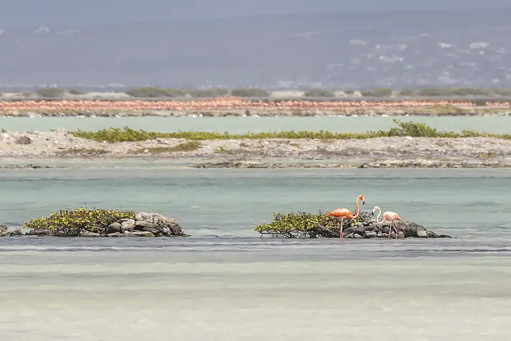 De broedkolonie van de Caribische flamingo (Phoenicopterus ruber) in het Pekelmeer Flamingo Sanctuary Bonaire.