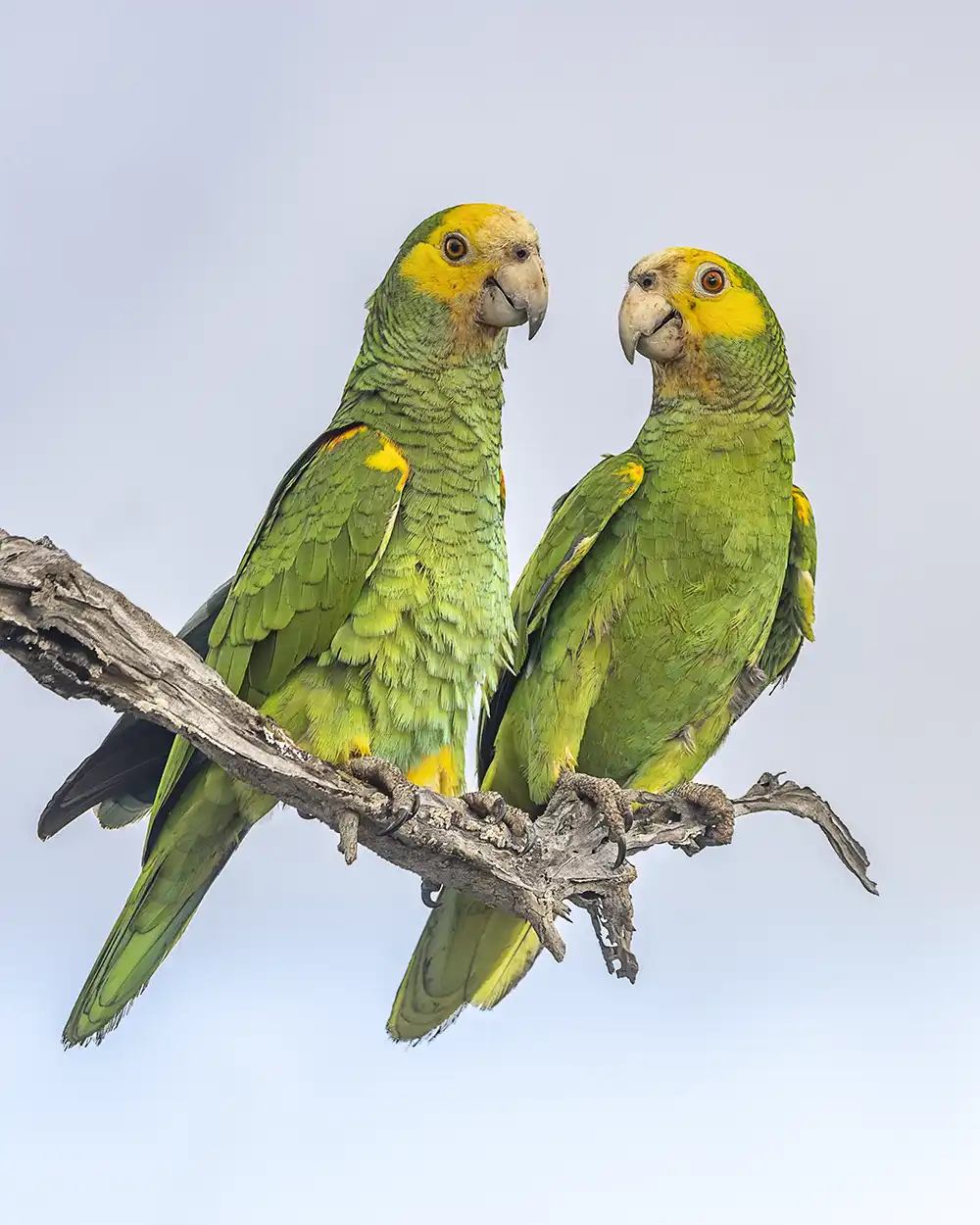 Twee lora's op een tak op Bonaire.
