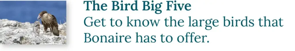 CTA button to the blog about the Bird Big Five. Get to know the big birds that Bonaire has to offer.