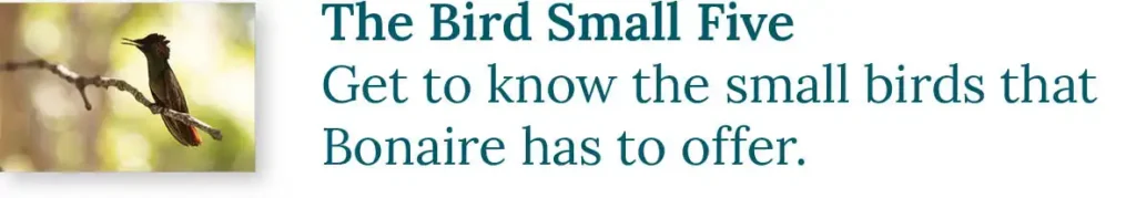 CTA button to the blog about the Bird Small Five. Get to know the small birds that Bonaire has to offer.