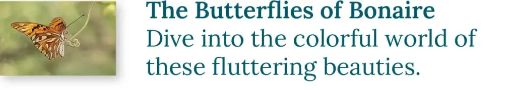 CTA button to the blog about the butterflies of Bonaire. Dive into the colorful world of these fluttering beauties.