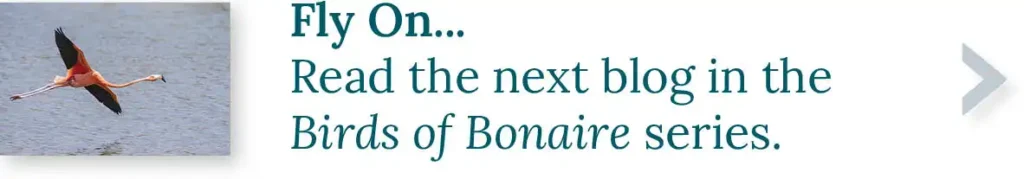 CTA button to the next blog in our Birds of Bonaire series. Fly on...