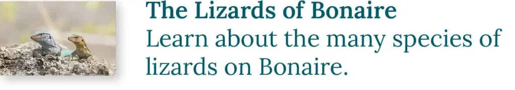 CTA button to the blog about the lizards of Bonaire. Learn about the many species of lizards on Bonaire.