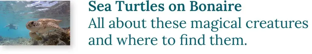 CTA button to the blog about Sea Turtles on Bonaire: All about these magical creatures and where to find them.