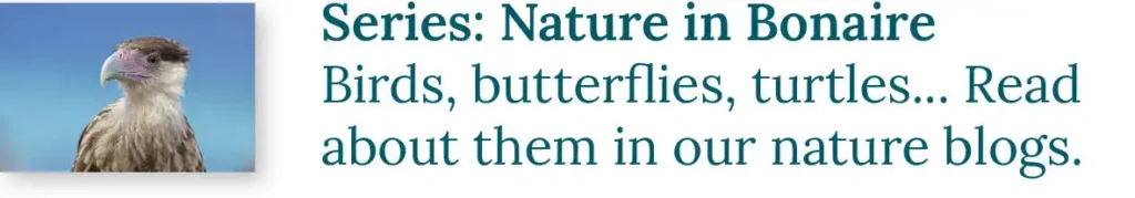 CTA button to the blog series Nature in Bonaire. Birds, butterflies, turtles... Read about them in our nature blogs.