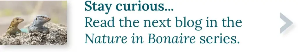 CTA button to the next blog in the series Nature in Bonaire. Stay curious....