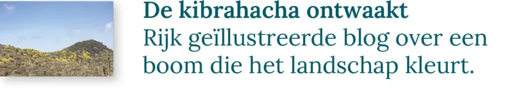 Knop naar de blog over de kibrahacha ontwaakt: Rijk geïllustreerde blog over een boom die het landschap kleurt.