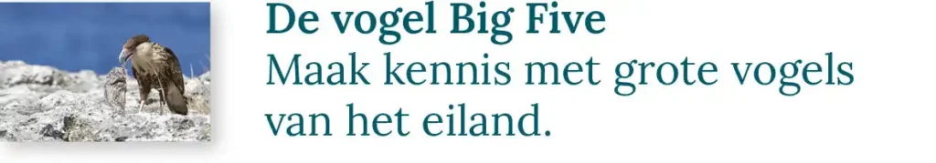 Knop naar de blog over de vogel big five: Maak kennis met de grote vogels van het eiland.