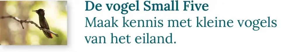 Knop naar de blog over de vogel small five: Maak kennis met de kleine vogels van het eiland.