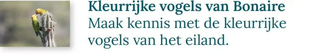 Knop naar de blog over de kleurrijke vogels van Bonaire: Maak kennis met de kleurrijke vogels van het eiland.