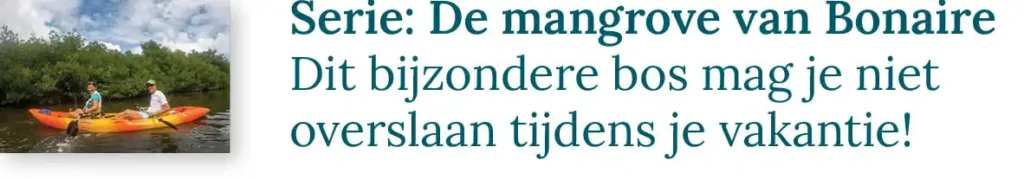 Knop naar de blogserie over De mangrove op Bonaire: Dit bijzondere bos mag je niet overslaan tijdens je vakantie!