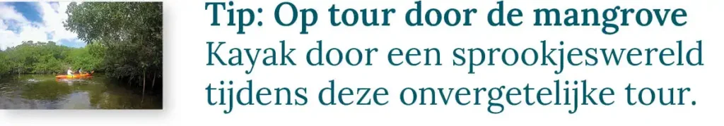 Knop naar de blog over de tour door de mangrove. Tip: Kayak door een sprookjeswereld tijdens deze onvergetelijke tour.