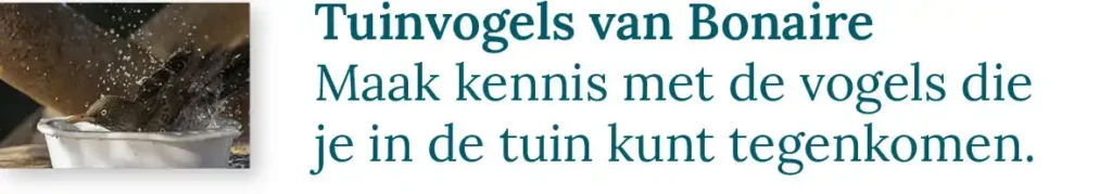Knop naar de blog over de tuinvogels van Bonaire: Maak kennis met de vogels die je in de tuin kunt tegenkomen.