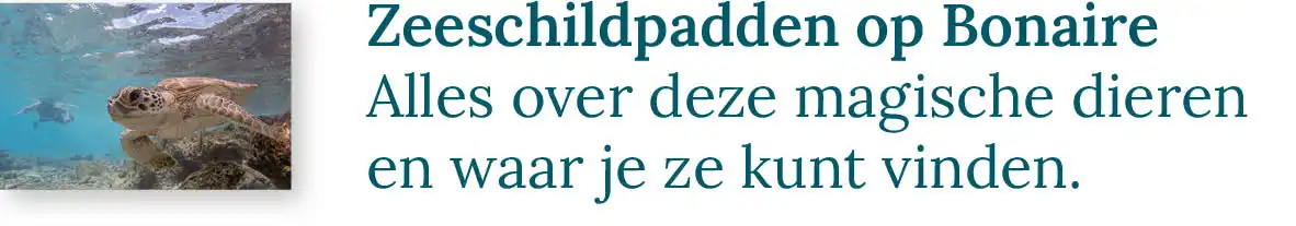 Knop naar de blog over de zeeschildpadden op Bonaire. Alles over deze magische dieren en waar je ze kunt vinden.