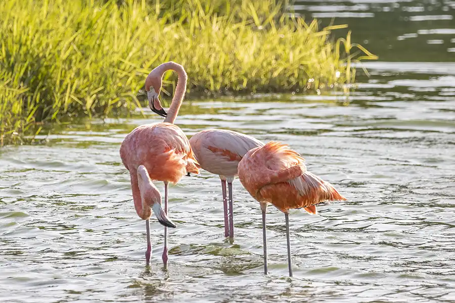 Three Caribbean flamingos (Phoenicopterus ruber) in the LVV wells on the east coast of Bonaire.