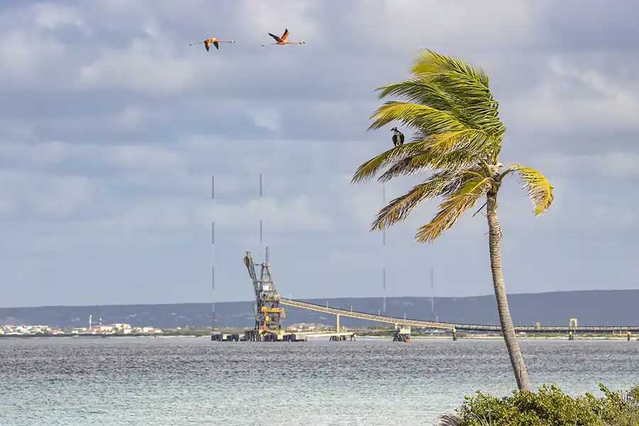 Visit the Salt Pier and Pink Beach during your HopiBonaire South Tour for cruisers.