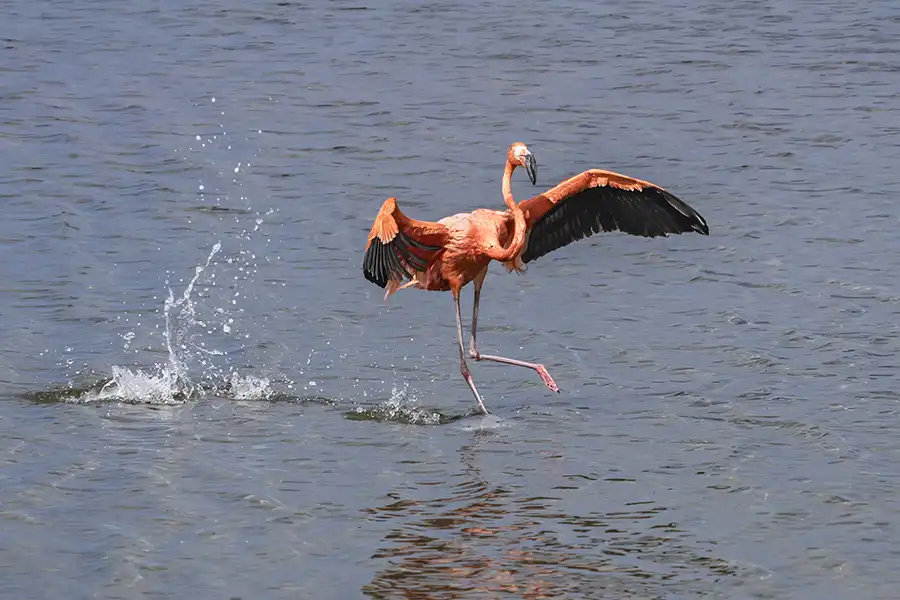 During HopiBonaire’s North Tour for cruise passengers, you can enjoy the flamingos at Lake Goto.