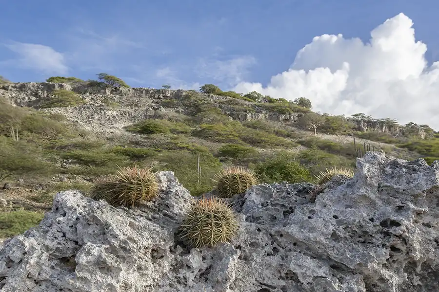 Meloencactussen op Ruta Colá op Bonaire.