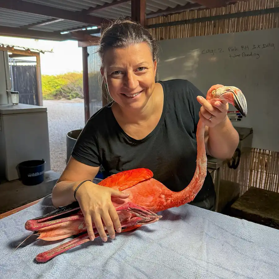 Jessica volunteers at the Wild Bird Rehab.