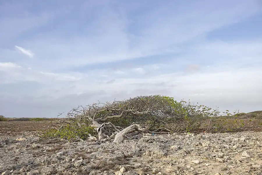 Een boom op een kale vlakte van de Sùit Route van het Bonaire Sabal Palm Park.