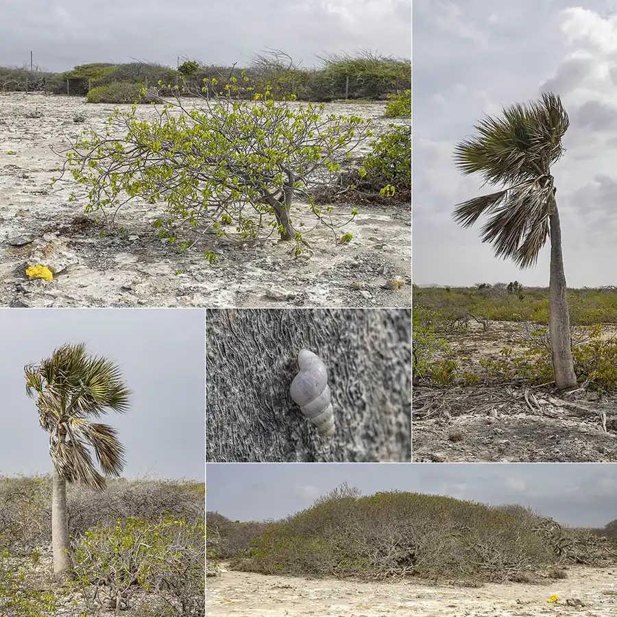 Collage van de hoogtepunten van de Brasia Route in het Bonaire Sabal Palm Park.